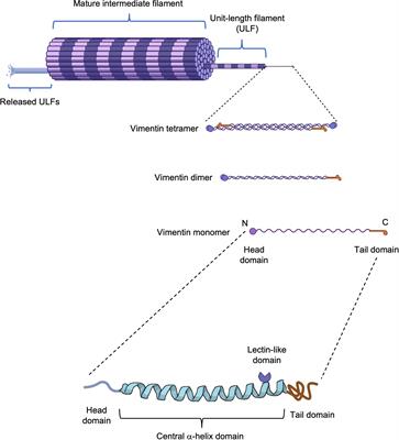 Vimentin: from a cytoskeletal protein to a critical modulator of immune response and a target for infection